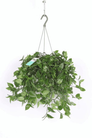 Tradescantia Green Hill – hangend watervaleffect – ±35 cm