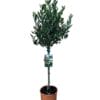 Olea europaea op stam ↑ 100 cm ⌀ 21