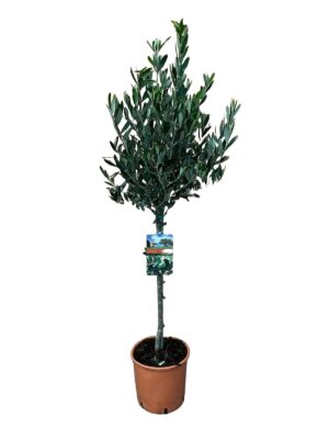 Olijfboom op stam (Olea europaea) – mediterrane fruitboom op – ±100 cm