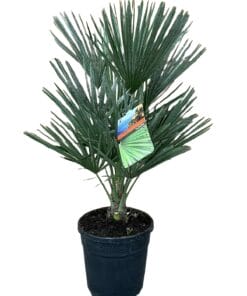Chamaerops humilis ↑ 100 cm ⌀ 24