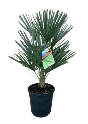 Europese dwergpalm (Chamaerops humilis) – compacte palmsoort – ±100 cm