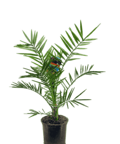 Phoenix canariensis ↑ 80 cm ⌀ 19