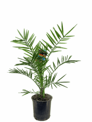 Canarische Dadelpalm (Phoenix canariensis) – indrukwekkende palmboom – ±80 cm