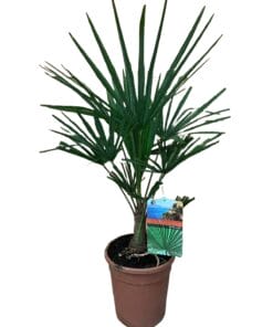Trachycarpus fortunei ↑ 60 cm ⌀ 21