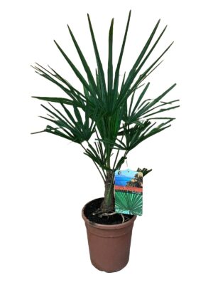 Trachycarpus fortunei ↑ 60 cm ⌀ 21