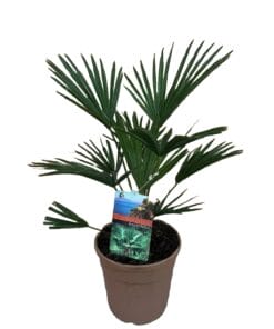 Trachycarpus wagnerianus ↑ 70 cm ⌀ 19