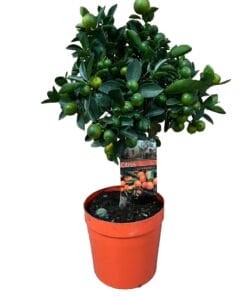 Citrus calamondin ↑ 70 cm ⌀ 19