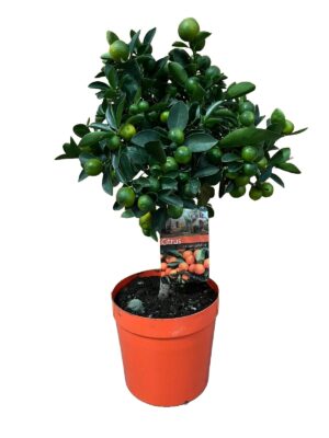 Citrus calamondin ↑ 70 cm ⌀ 19