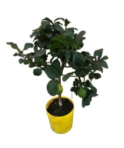 Citrus lemon ↑ 70 cm ⌀ 21