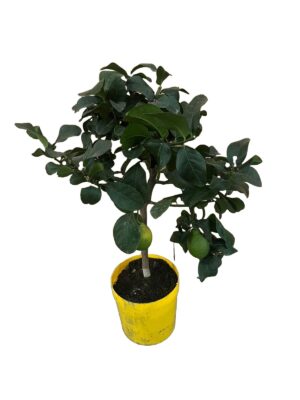 Citrus lemon ↑ 70 cm ⌀ 21