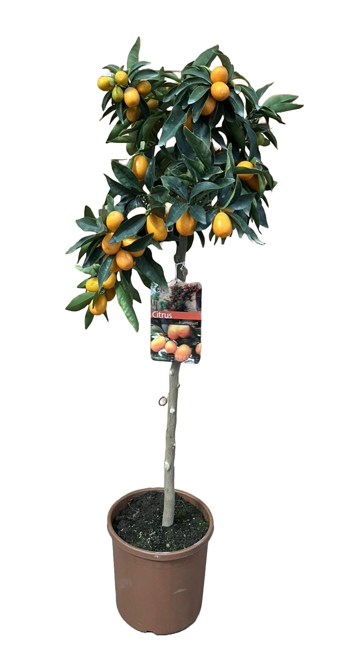 Citrus Kumquat ↑ 85 cm ⌀ 22