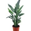 Strelitzia Reginae ↑ 80 cm ⌀ 24