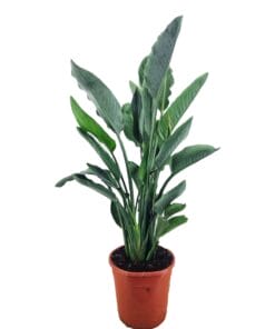 Strelitzia Reginae ↑ 80 cm ⌀ 24