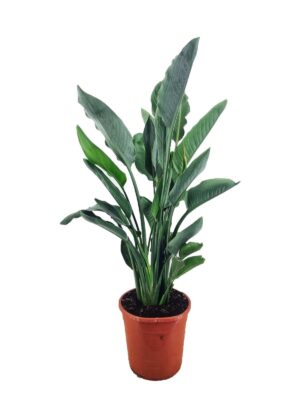 Strelitzia Reginae ↑ 80 cm ⌀ 24