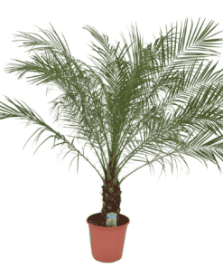 Phoenix roebelenii ↑ 135 cm ⌀ 24