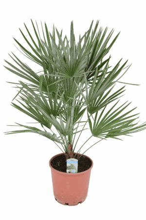 Dwergpalm (Chamaerops humilis) – compacte palmsoort voor binnen – ±90 cm