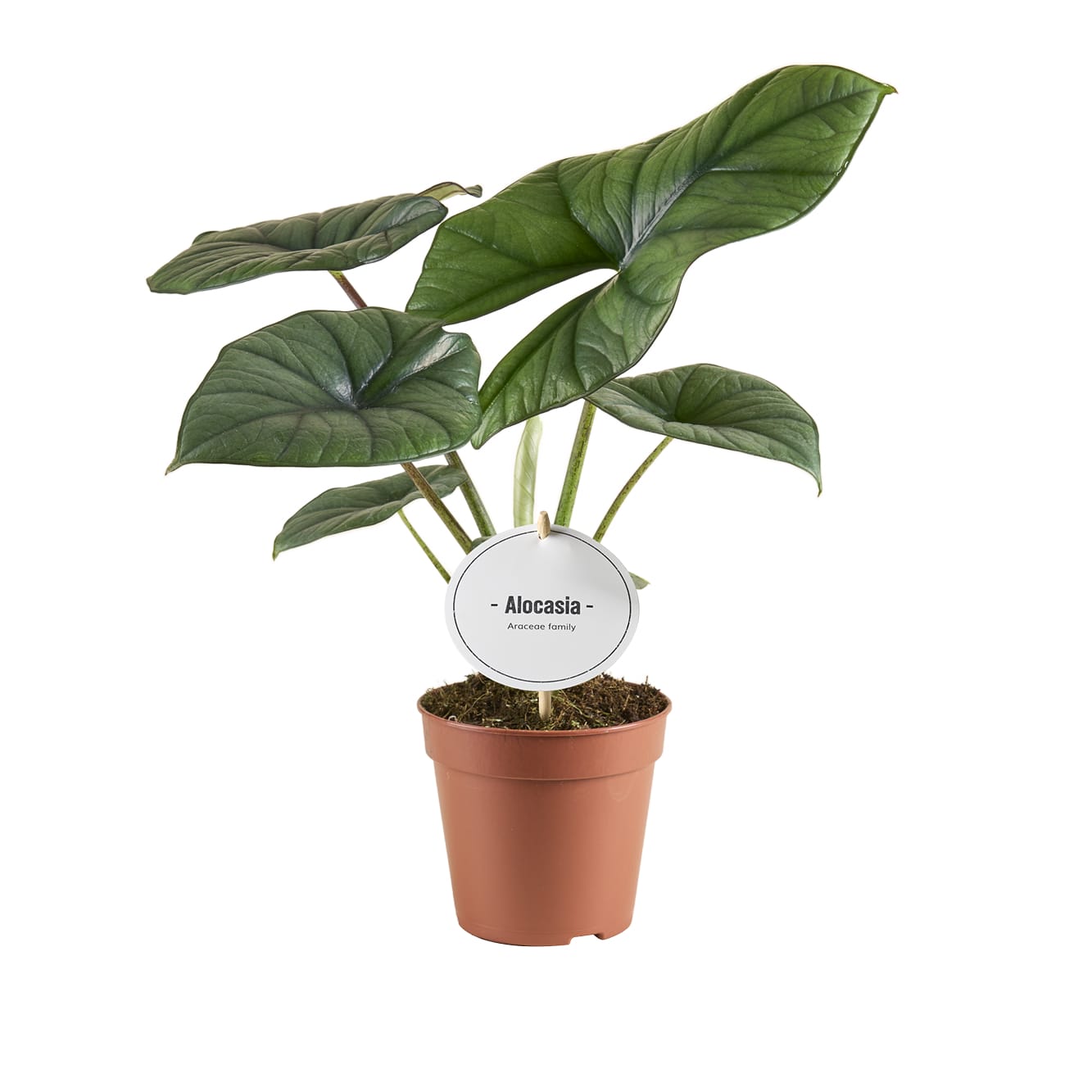 Alocasia Bisma Silver ↑ 20 cm ⌀ 12