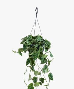 Scindapsus Pictus 'Argyraeus' ↑ 40 cm ⌀ 15