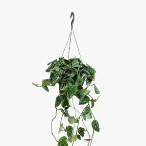 Scindapsus Pictus 'Argyraeus' ↑ 40 cm ⌀ 15