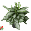 Aglaonema Silver Bay ↑ 60 cm ⌀ 24