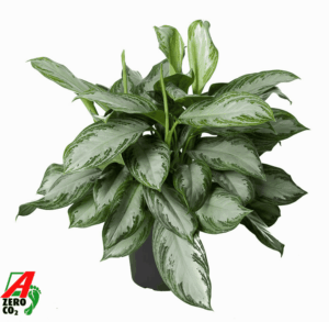 Aglaonema Silver Bay – grote bladplant met zilvergroen blad – ±60 cm, pot ⌀ 24 cm