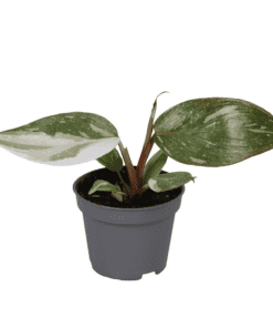 Philodendron Red Anderson ↑ 10 cm ⌀ 6
