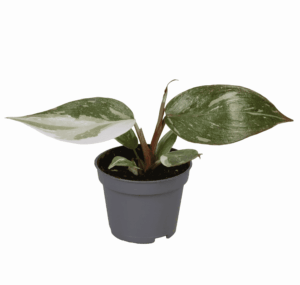 Philodendron Red Anderson ↑ 10 cm ⌀ 6
