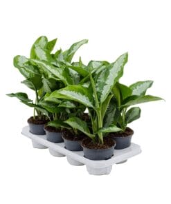 Aglaonema diamond bay ↑ 40 cm ⌀ 14