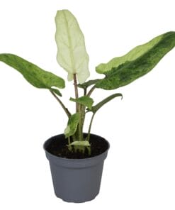 Alocasia Lauterbachiana Variegata ↑15 cm ⌀6