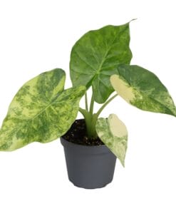 Alocasia Macrorrhiza Aurea Variegata ↑15 cm ⌀6
