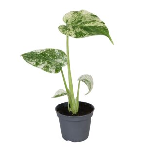 Monstera Mint Variegated – zeldzame mintgroene bladtekening – ±18 cm, pot ⌀6 cm