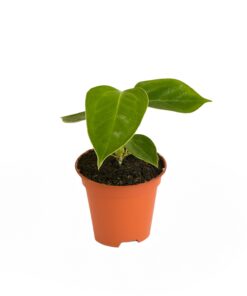 Anthurium Veitchii ↑15 cm ⌀6