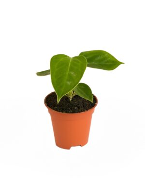 Anthurium Veitchii – kamerplant met opvallend groot geribbeld blad – ±15 cm