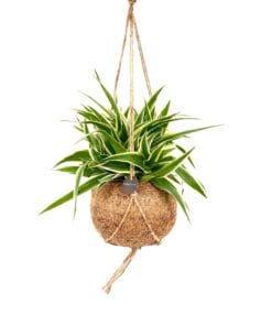 Kokodama Chlorophytum Comosum Ocean ↑20 cm ⌀15