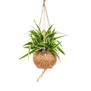 Kokodama Chlorophytum Comosum Ocean ↑20 cm ⌀15