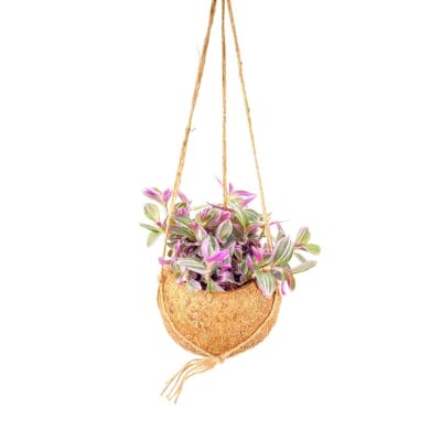 Kokodama Tradescantia Sweetness ↑20 cm ⌀15