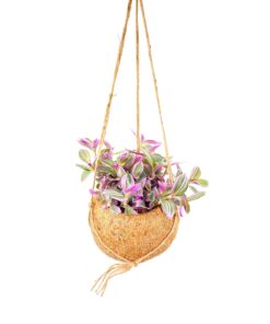 Kokodama Tradescantia Sweetness ↑20 cm ⌀15