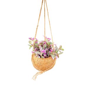 Kokodama Tradescantia Sweetness ↑20 cm ⌀15