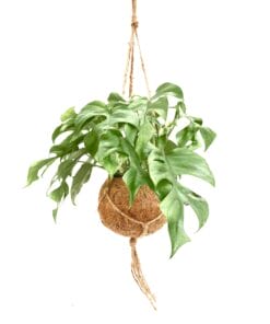 Kokodama Monstera Minima ↑30 cm ⌀17