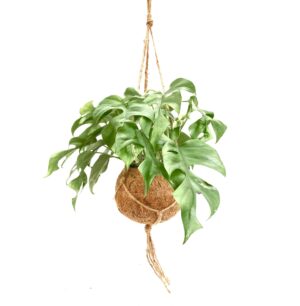Kokodama Monstera Minima ↑30 cm ⌀17