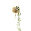 Kokodama Ceropegia Woodii ↑30 cm ⌀12