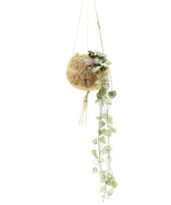 Kokodama Ceropegia Woodii ↑30 cm ⌀12