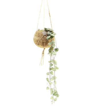 Kokodama Ceropegia Woodii ↑30 cm ⌀12