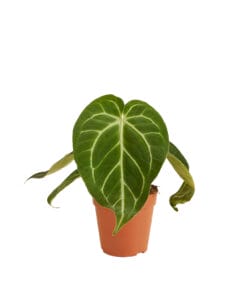 Anthurium Magnificum ↑35 cm ⌀12