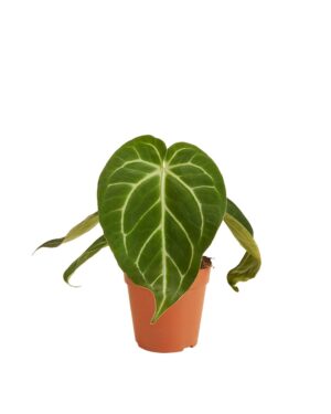 Anthurium Magnificum – bijzonder groot fluwelig blad – ±35 cm