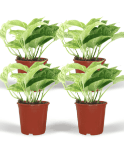 Epipremnum Marble Queen - 4 Stuks - Ø12Cm - ↕15Cm