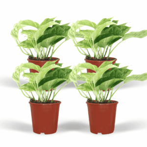 Epipremnum 'Marble Queen' – bont marmerblad, hangend of klimmend – 4 stuks, ±12 cm