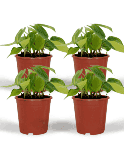 Philodendron Scandens Brasil - 4 Stuks - Ø12Cm - ↕15Cm