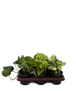 Epipremnum Mix - 6 Stuks - Ø12Cm - ↕15Cm