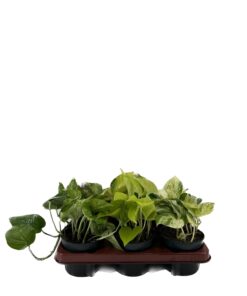 Epipremnum Mix - 6 Stuks - Ø12Cm - ↕15Cm